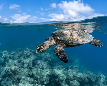 turtle point snorkelling ukulhas maldives