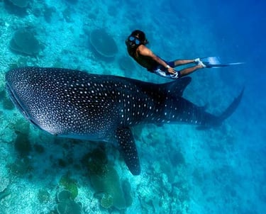 whale-shark-expedition-ukulhas