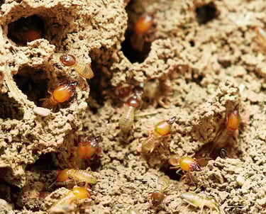 Diag Immo Geraldo effectue le diagnostic termites en Sud Touraine pour protéger le logement.