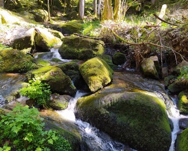 Orientation Scolaire