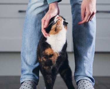 Black, orange and white cat being pet