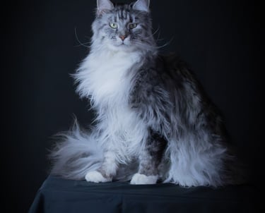 Séance photo animaux, chat shooting studio