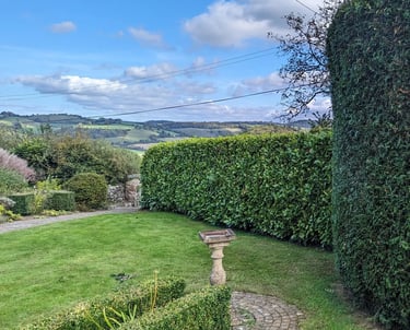 hedge trimming devon r owen