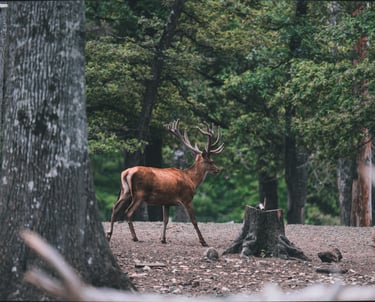 a deer in the woods with a deer in the background