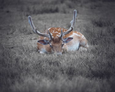 a deer with antelope in the grass