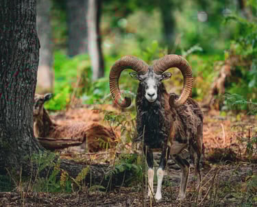 a goat with horns and horns standing in the woods
