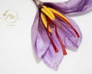 Close-up de um campo de açafrão com flores roxas e brancas