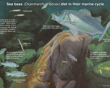 Image of bass diet.