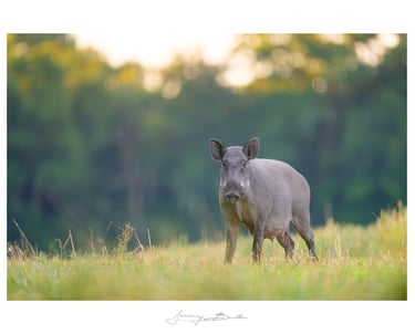 Sanglier
