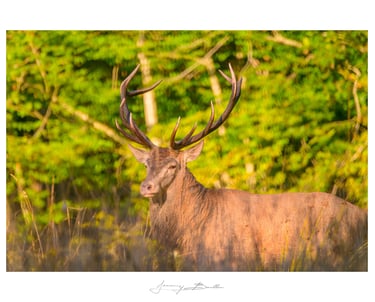Cerf