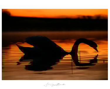 Cygne