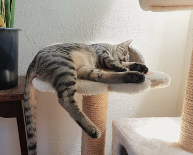 a cat laying on a cat tree