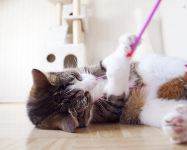 a cat laying on the floor with a toy in its mouth