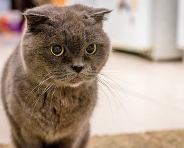 a cat is standing on the floor in front of a refrigerator