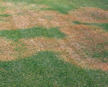 TLC Upstate Lawn Disease Control