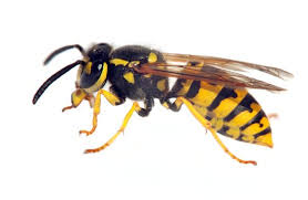 TLC Upstate Lawn & Pest Bee Control