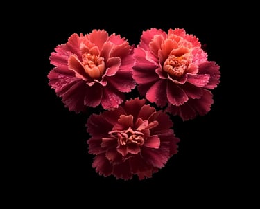 A trio of luminous marigolds emerging from pitch darkness, their ruffled petals glowing with vibrant shades of crimson.