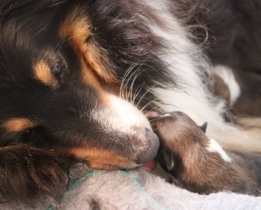 Pastor de las islas de shetland, cachorros de pastor de las islas de shetland