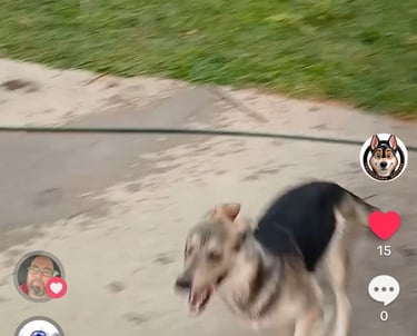a dog is walking on a leashed leash
