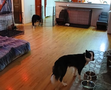a dog standing in a room with a dog in the background