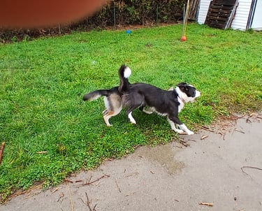 a dog is standing in the grass near a house