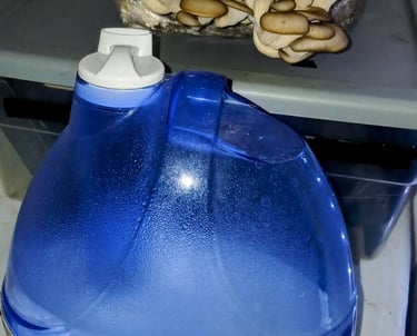 how to keep mushroom grow kits from drying out, easy trick using a humidifier