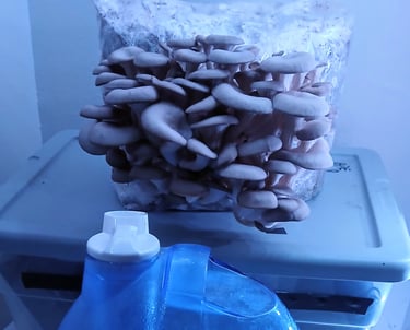 how to keep mushroom grow kits from drying out using a humidifier