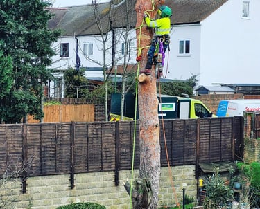 out on a limb tree surgeon