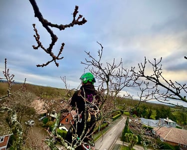 tree surgeon in a tree