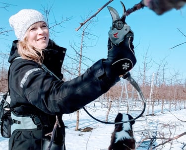 Ille Kasvand. Kogenud Aianõunik. Tüvekeskne lõikusviis. Rohkem saaki mugavalt ja madalalt.