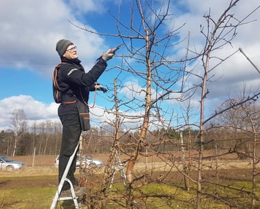Kalmer Kasvand Tüvekeskne õunapuude lõikamine, rohkem saaki