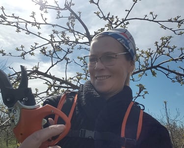 Proffessionaalne suurte kogemustega õunapuude lõikaja