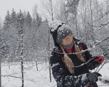 Viljapuude hoolduslõikus algab juba veebruari lõpp-märts. Aednik valib sooja asemel õige ajastuse.