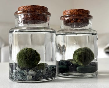 alga marimo in bottiglia