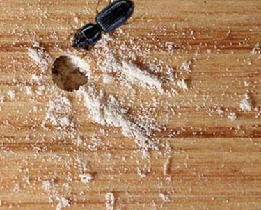 Wood Borer
