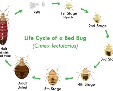a life cycle of bed bugs