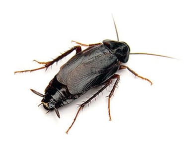 Oriental Cockroach