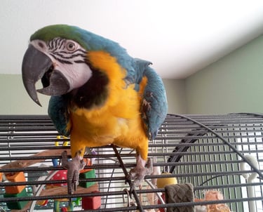 Blue and gold macaw playing top of her dome macaw cage in front of a bright sunny window.