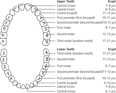 a image showing permanent teeth eruption chart