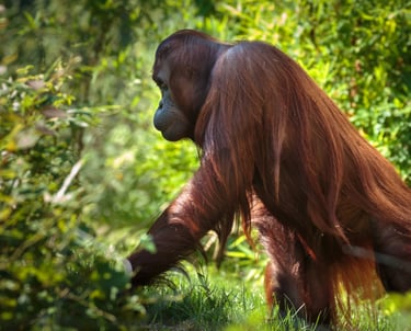 a large brown orangutan - SEMATA INDONESIA Program