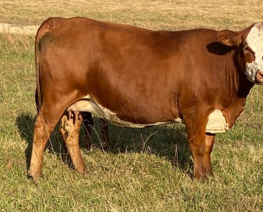 South Poll Cow