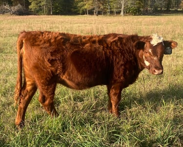 South Poll 50% Registered Heifer