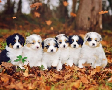 australian shepherd puppies for sale