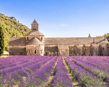 Abbey with Lavender field Senanque Gordes