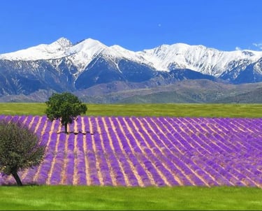 Lavender field in Provence valensole with snow covered mountains