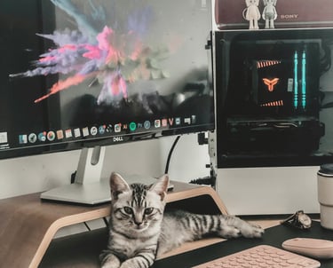 color photo of kitten on a desk with computer monitors and keyboard