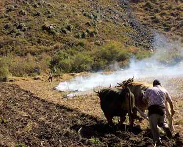 Preparing to plant at Ollantaytambo.