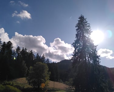 ein Baum in der Mitte eines Feldes