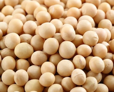 Top soybean suplire Pakistan
