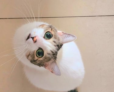 Um gato olhando de baixo para cima